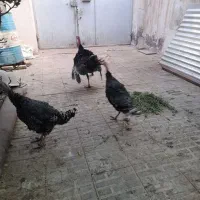 بوقلمون نر