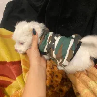 سگ ناز|سگ|تهران, باغ فیض|دیوار