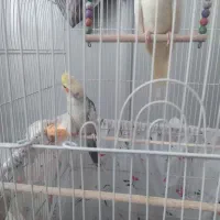 عروس هلندی
