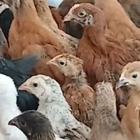 جوجه محلی حراج
