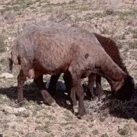 فروش میش وبره جواهر فوری فوری