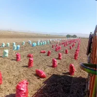 سیب زمینی لوکس روزانه موجود ازمرکز سیب زمینی ایران