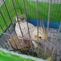 عروس هلندی|پرنده|تهران, اسکندری|دیوار