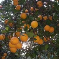 تامسون ابدار درشت درجه یک