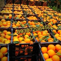 تامسون پرتقال خونی محلی|حراج|هچیرود, |دیوار