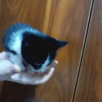 واگذاری بچه گربه