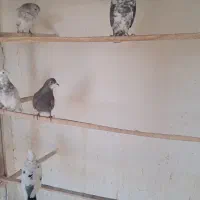 کفترای خوب و خوشخال