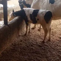 فروش گاو وگوساله|حیوانات مزرعه|جعفرآباد, |دیوار