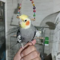 عروس هلندی سینامون دو سه کلمه میگه|پرنده|آستارا, |دیوار