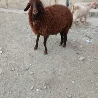 بره و بزغاله