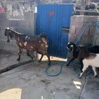 بز افغانی تکاوری دو قلو زا با دو کهره بزرگ