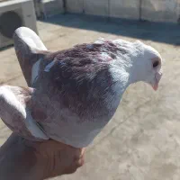 کبوتر پلاکی و دورگه