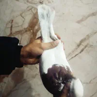 کفتر