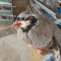 تخم نطفه دار|حیوانات مزرعه|قم, انسجام|دیوار