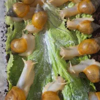 فروش ویژه حلزون آلبینو صدفی در سایز های مختلف