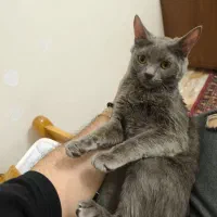 گربه راشن بلو