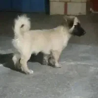 سگ پاه کوتا اشتپیز