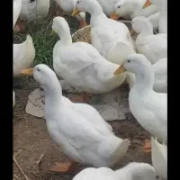 اردک محلی نر زیبا
