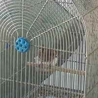 سیره اصل دورگ فیروزکوهی|پرنده|بروجرد, |دیوار