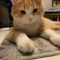 واگذاری گربه