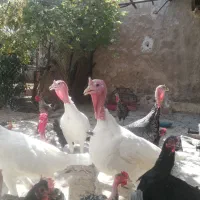 بوقلمون محلی|حیوانات مزرعه|کازرون, |دیوار