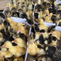 پخش جوجه محلی گلپا اردک رنگی گردن لخت کاکلی۱۰۰تایی|حیوانات مزرعه|یاسوج, |دیوار