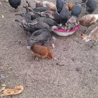 با سلام تعداد 18 عدد بوقلمون طبیعی ماده