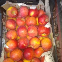 سیب درختی ارگانیک محلی