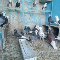 کبوتر بفرش میرسد همه باهم تکی ندارم