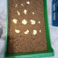 فروش میلورم شورک