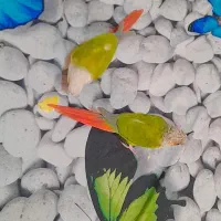 ا تعداد ۵عدد گرینچیک سخنگو و رام آواز خوان  ۱عدد