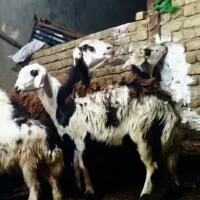 ۸ راس شیشک پلنگی ۳ شیره