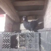 کفتر