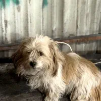 شیلا|سگ|مشگین شهر, |دیوار