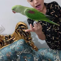 طوطی گمشده