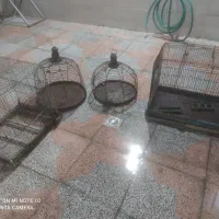 قفس طرقه وقناری