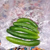 خیار شوری