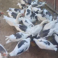 غاز|حیوانات مزرعه|بروجرد, |دیوار