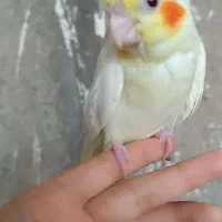 جوجه عروس هلندی