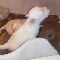 فروش توله سگ ا شپیدز