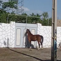 اسب|اسب و تجهیزات اسب‌سواری|ملایر, |دیوار