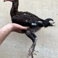 جوجه لاری اصیل|حیوانات مزرعه|بندر گز, |دیوار