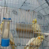 پرنده مرغ مینا دستی رامشیر هستم|پرنده|بندر ماهشهر, |دیوار