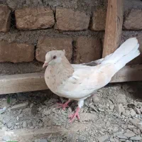 لیمویی دم سفید