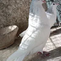 کبوتر چادری چپ|پرنده|هشتگرد, کوی بهروز|دیوار