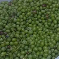 هاله انگور سیاه