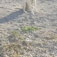 دعدد سگ گله یکی نر یکی ماده|سگ|اسکو, |دیوار