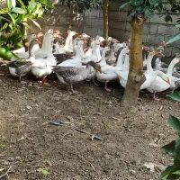 فروش غاز نر و ماده