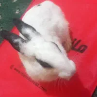 خرگوش