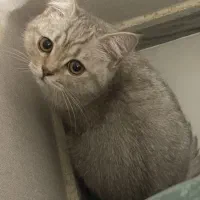 گربه بریتیش نر ۷ ماهه|گربه|رشت, گلسار|دیوار